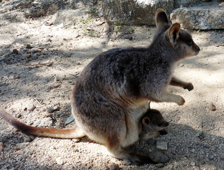 Wallaby mit Joey in der Granite Gorge